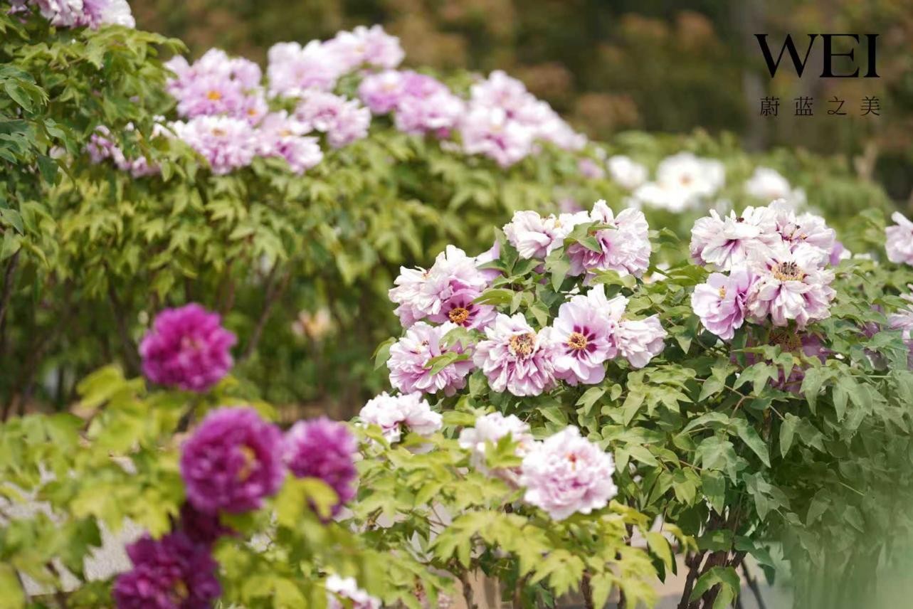 20251017231959967850.jpg 图片777.jpg